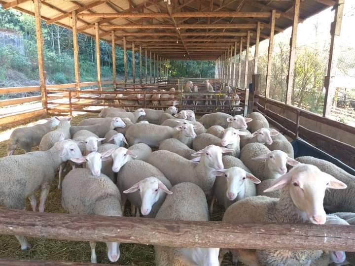 Lacaune